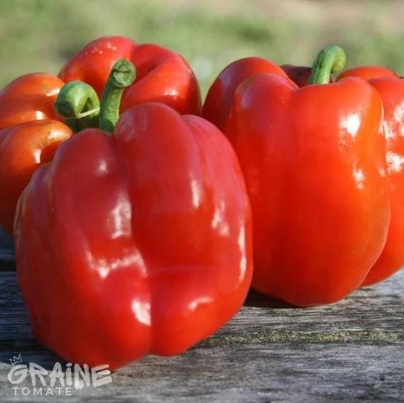 graine poivron Quadrato d'Asti rouge