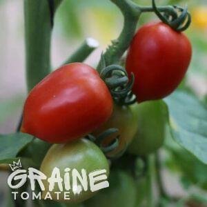 graine tomate Brin de Muguet (tomate cocktail)