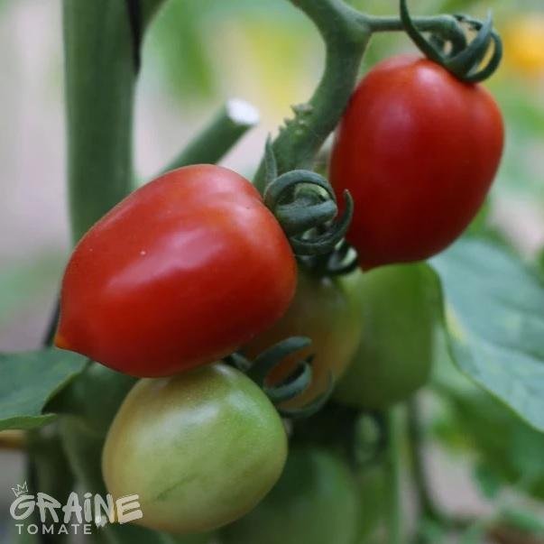 graine tomate Brin de Muguet (tomate cocktail)