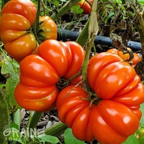 Graine Tomate Costoluto Genovese (tomate ancienne)