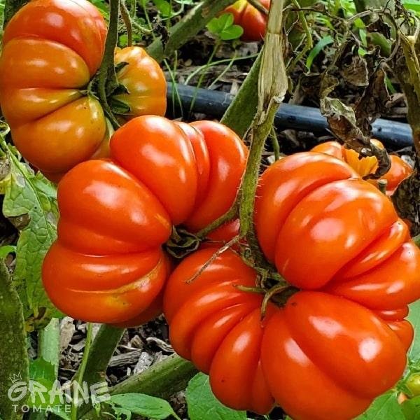 Graine Tomate Costoluto Genovese (tomate ancienne)