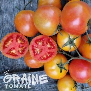 graine tomate Lolek (tomate orange)