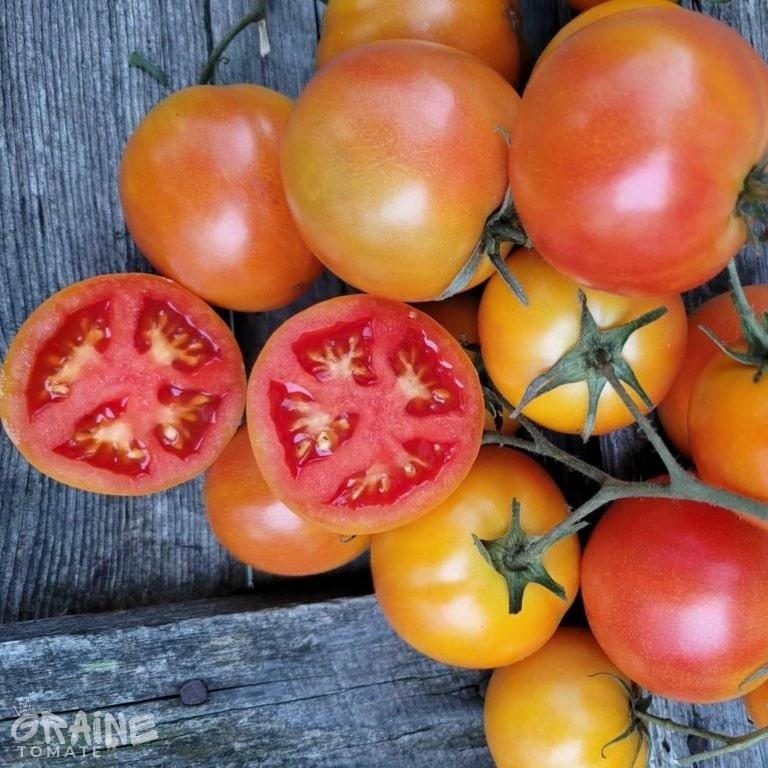 graine tomate Lolek (tomate orange)