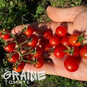 tomate petit moineau (porte greffe tomate)