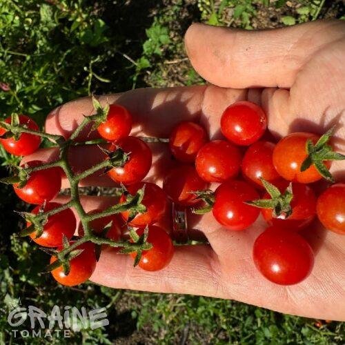 tomate petit moineau (porte greffe tomate)