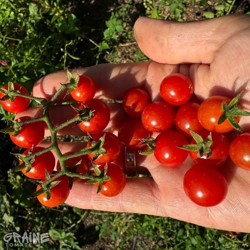 tomate petit moineau (porte greffe tomate)