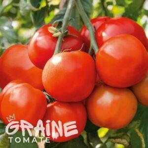 tomate Betalux (tomate ancienne)