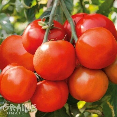 tomate Betalux (tomate ancienne)