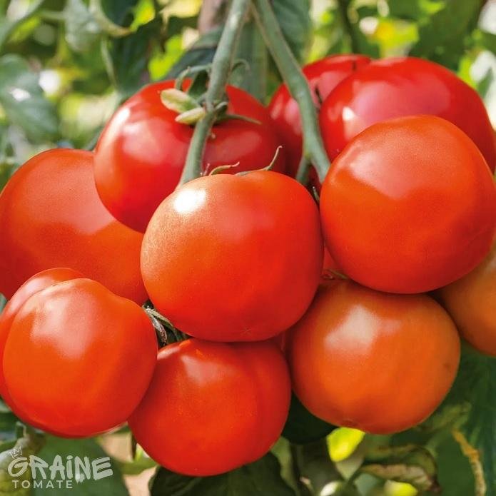 tomate Betalux (tomate ancienne)