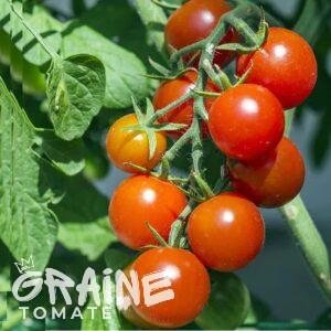 graine tomate Baxters bush cherry (tomate ancienne)