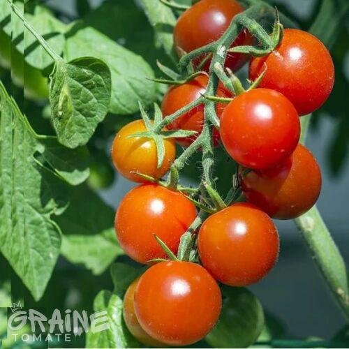 graine tomate Baxters bush cherry (tomate ancienne)