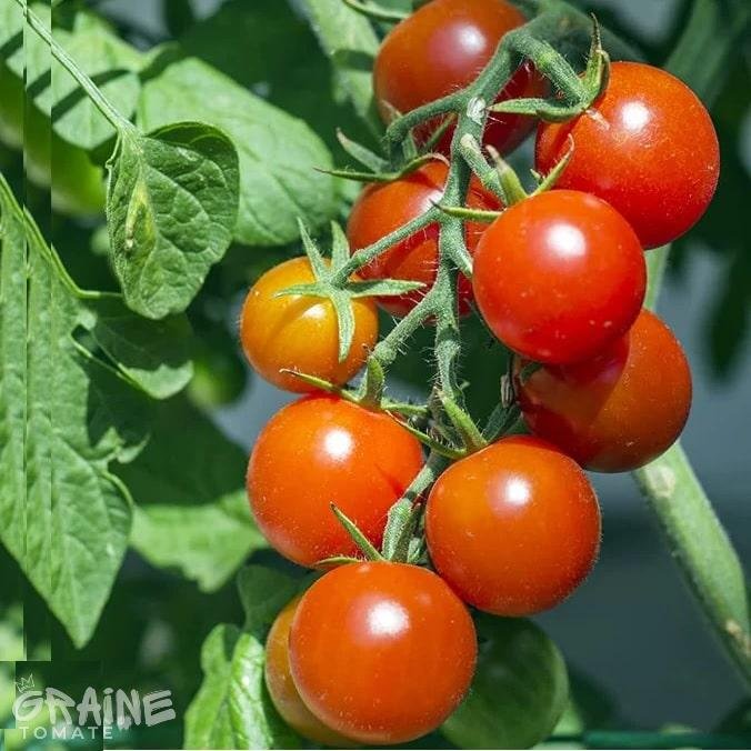 graine tomate Baxters bush cherry (tomate ancienne)