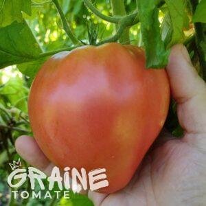 graine tomate Hungarian heart (tomate ancienne)
