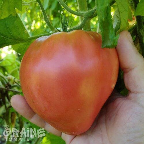 graine tomate Hungarian heart (tomate ancienne)