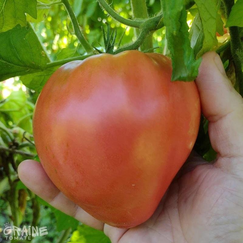 graine tomate Hungarian heart (tomate ancienne)