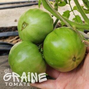 Graine tomate Moldovan green (tomate ancienne)