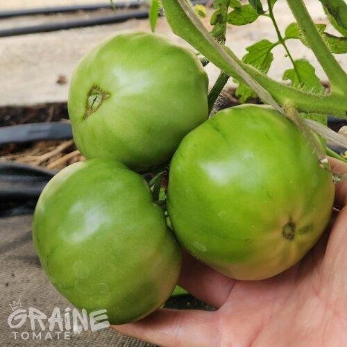 Graine tomate Moldovan green (tomate ancienne)