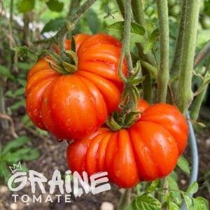 graine tomate Rosso Sicilian (tomate ancienne)