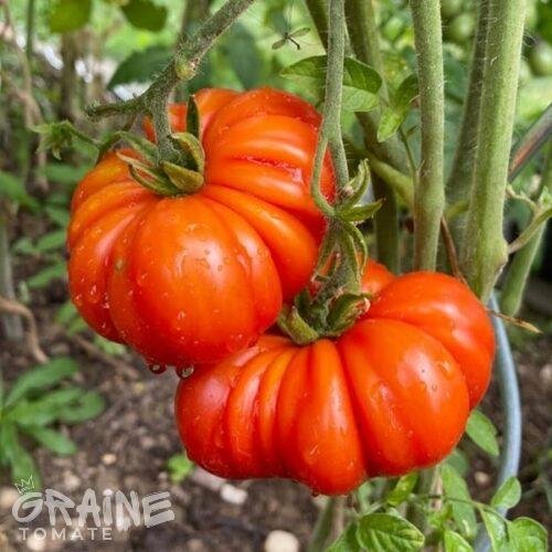 graine tomate Rosso Sicilian (tomate ancienne)