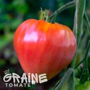 Graine tomate cœur de bœuf (tomate ancienne)