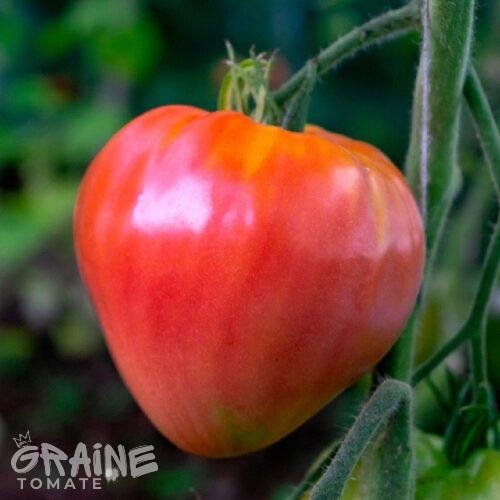 Graine tomate cœur de bœuf (tomate ancienne)