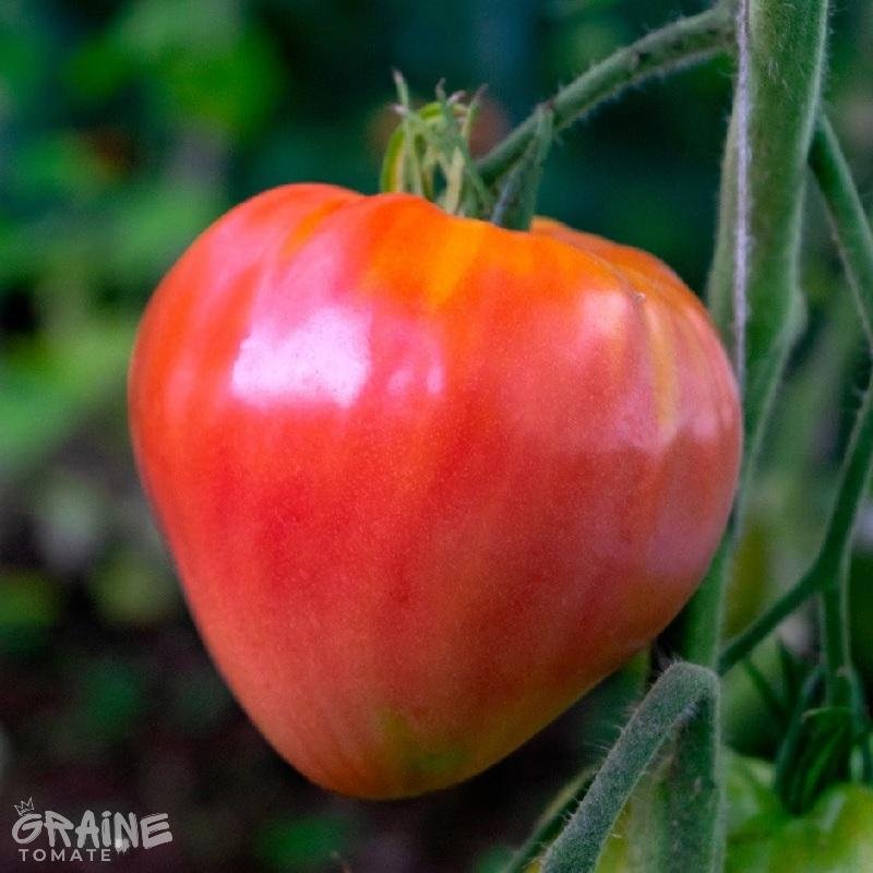Graine tomate cœur de bœuf (tomate ancienne)