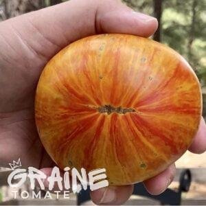 graine tomate Copia