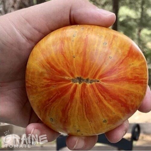 graine tomate Copia