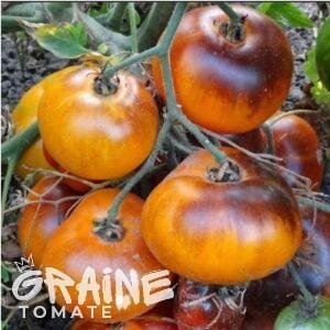 graine tomate Ananas bleu
