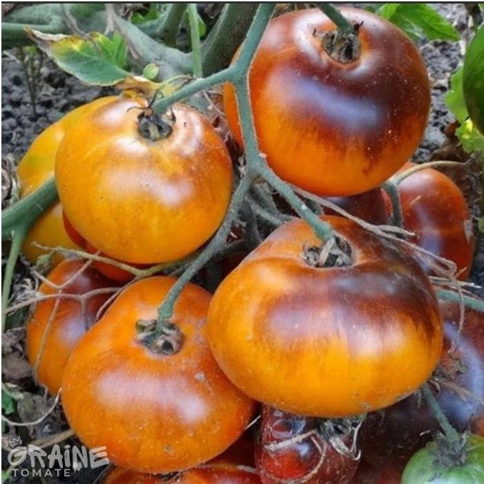 graine tomate Ananas bleu