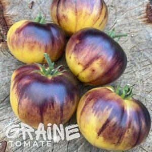 graine tomate Purple Sunrise