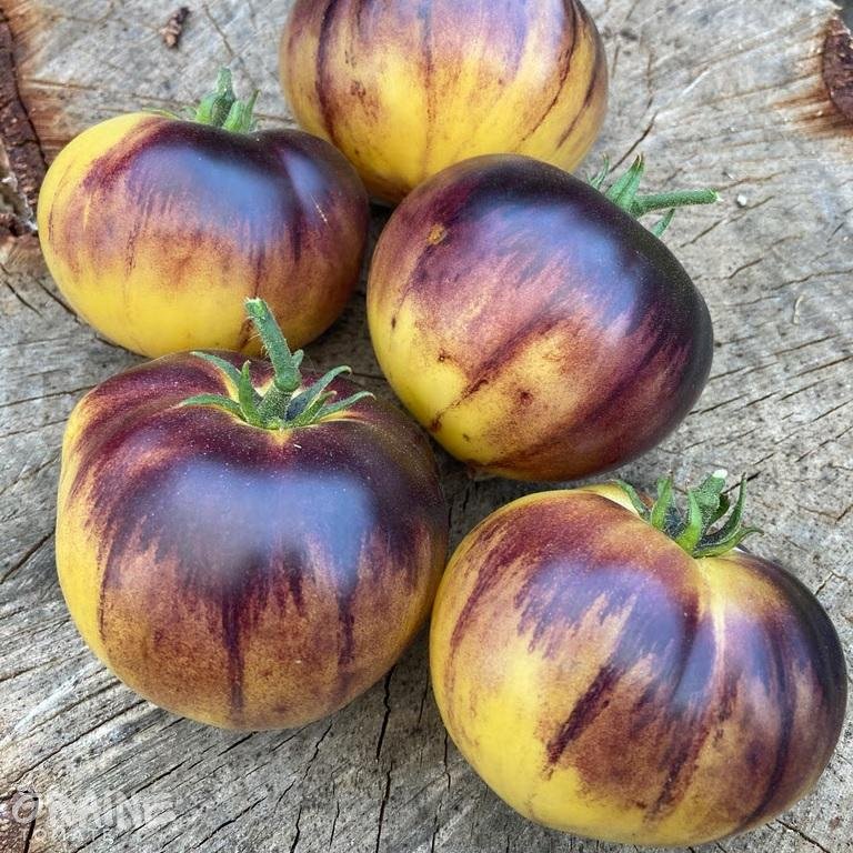 graine tomate Purple Sunrise