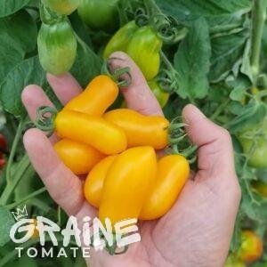 graine tomate Taiko (tomate cerise)