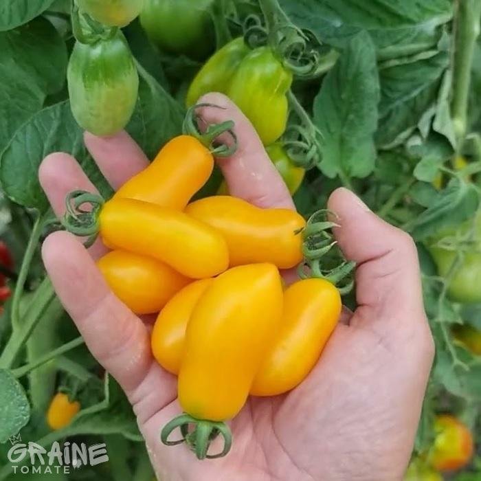 graine tomate Taiko (tomate cerise)