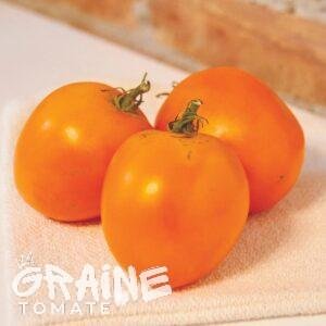 graine tomate valencia (tomate ancienne)