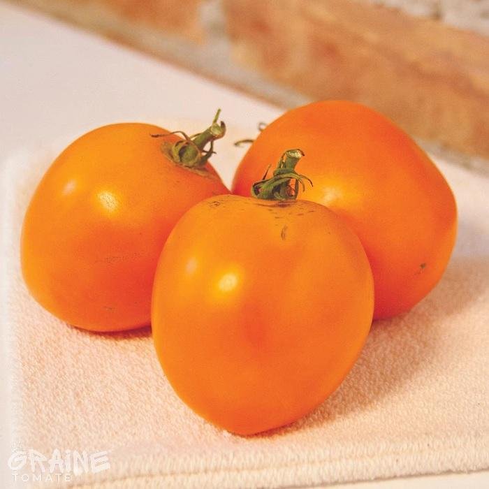 graine tomate valencia (tomate ancienne)